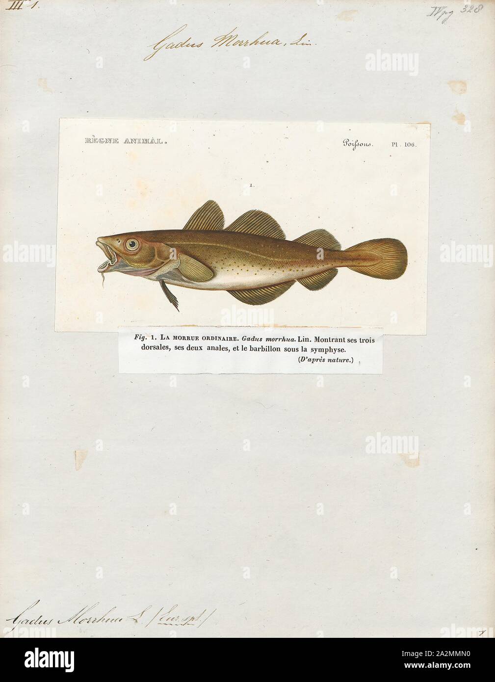 Gadus morrhua, Print, Gadus is a genus of demersal fish in the family Gadidae, commonly known as cod, although there are additional cod species in other genera. The best known member of the genus is the Atlantic cod., 1817-1841 Stock Photo
