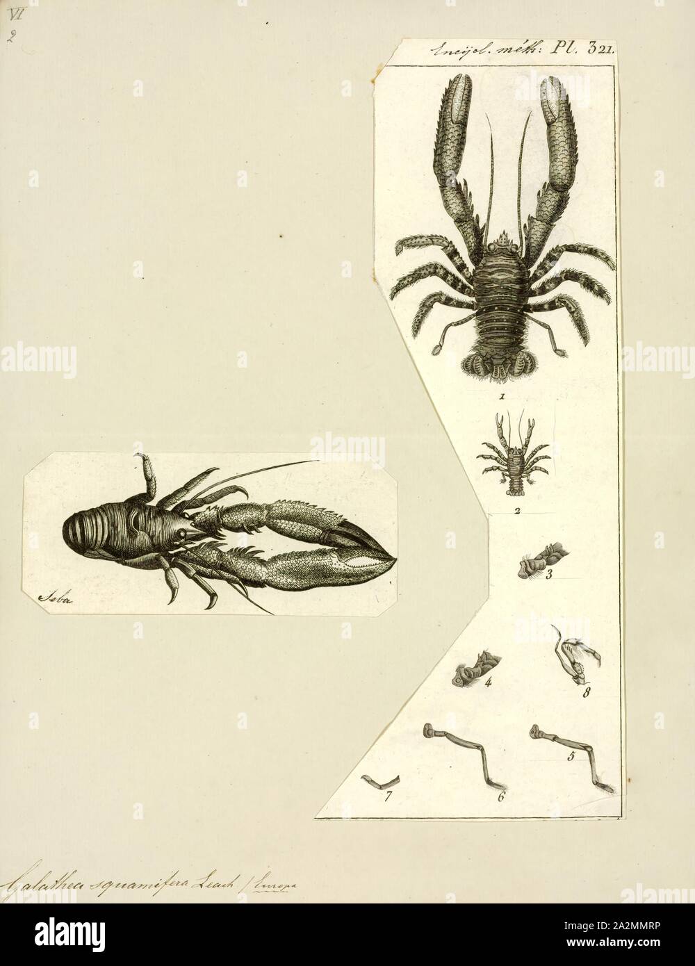 Galathea squamifera, Print, Galathea squamifera, the black squat lobster, or Montagu's plated lobster, is a species of squat lobster that lives in the north-east Atlantic Ocean and Mediterranean Sea Stock Photo