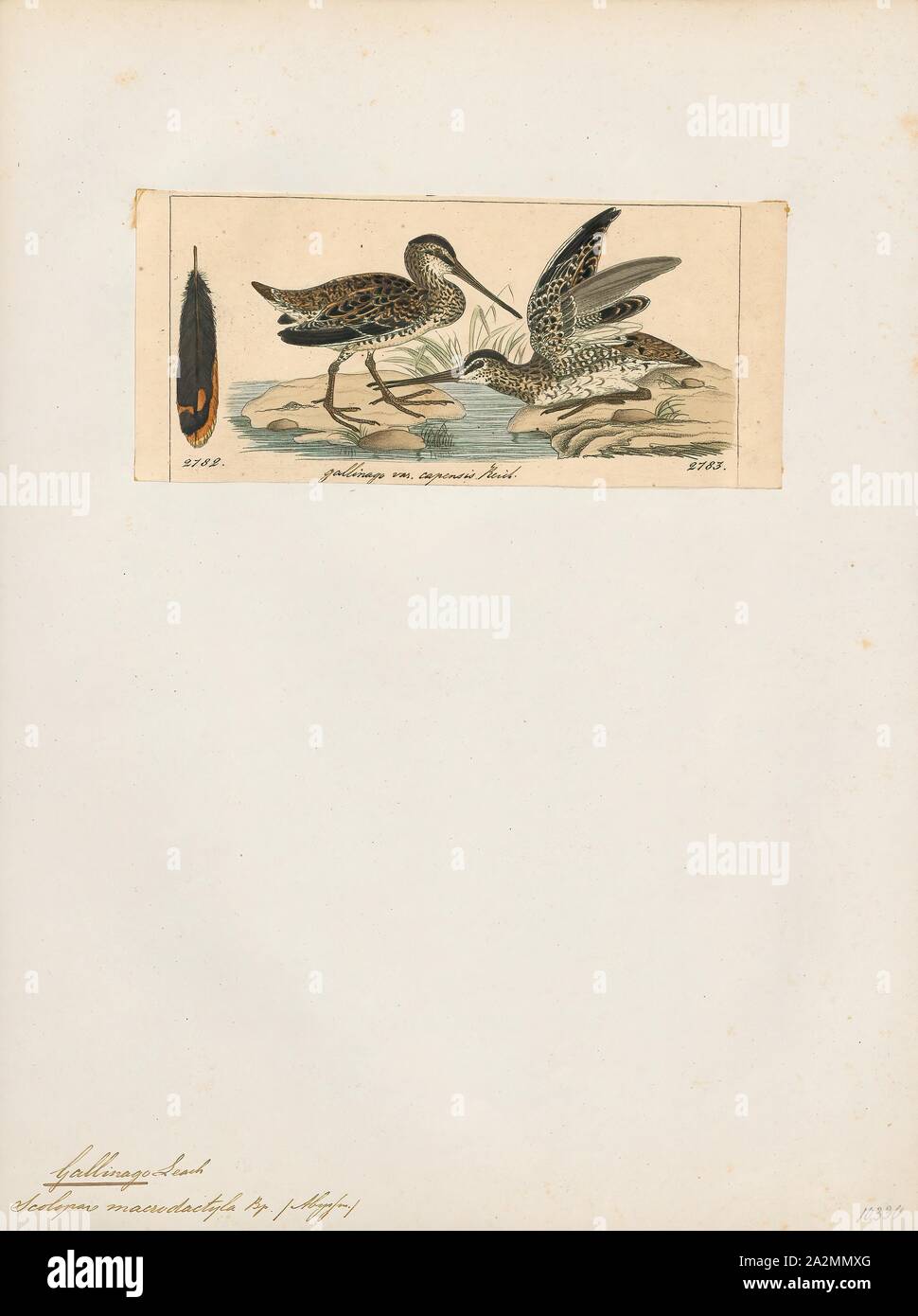 Gallinago macrodactyla, Print, The Madagascan snipe (Gallinago macrodactyla) is a small stocky wader. It breeds only in the humid eastern half of Madagascar, from sea-level up to 2, 700 m, being more common above 700 m. It is non-migratory., 1820-1860 Stock Photo
