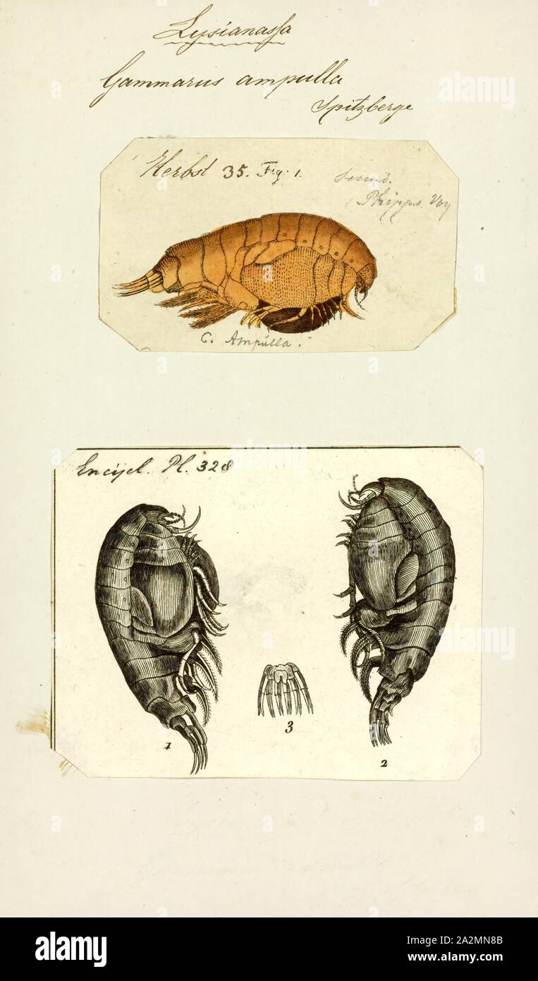 Gammarus ampulla, Print, Gammarus is an amphipod crustacean genus in the family Gammaridae. It contains more than 200 described species, making it one of the most speciose genera of crustaceans.Different species have different optimal conditions, particularly in terms of salinity, and different tolerances; Gammarus pulex, for instance, is a purely freshwater species, while Gammarus locusta is estuarine, only living where the salinity is greater than 25 Stock Photo
