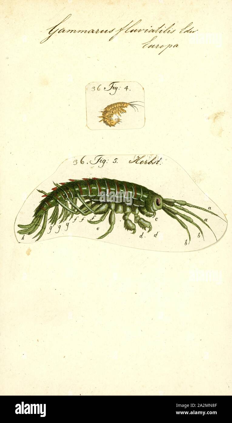 Gammarus fluviatilis, Print, Gammarus is an amphipod crustacean genus in the family Gammaridae. It contains more than 200 described species, making it one of the most speciose genera of crustaceans.Different species have different optimal conditions, particularly in terms of salinity, and different tolerances; Gammarus pulex, for instance, is a purely freshwater species, while Gammarus locusta is estuarine, only living where the salinity is greater than 25 Stock Photo
