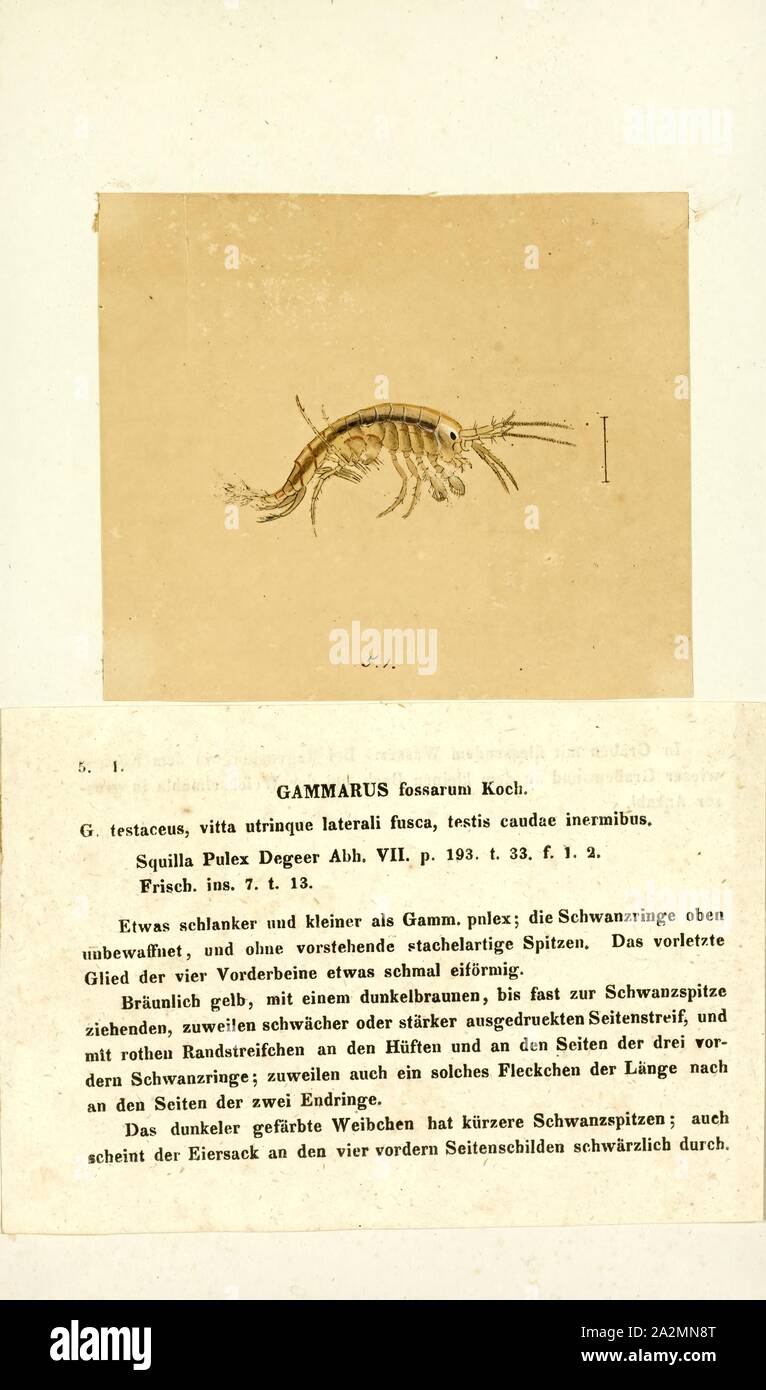 Gammarus fossarum, Print, Gammarus is an amphipod crustacean genus in the family Gammaridae. It contains more than 200 described species, making it one of the most speciose genera of crustaceans.Different species have different optimal conditions, particularly in terms of salinity, and different tolerances; Gammarus pulex, for instance, is a purely freshwater species, while Gammarus locusta is estuarine, only living where the salinity is greater than 25 Stock Photo