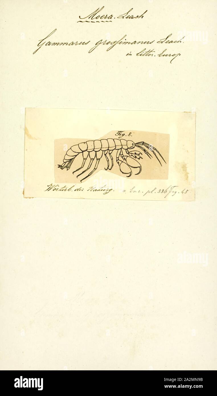 Gammarus grossimanus, Print, Gammarus is an amphipod crustacean genus in the family Gammaridae. It contains more than 200 described species, making it one of the most speciose genera of crustaceans.Different species have different optimal conditions, particularly in terms of salinity, and different tolerances; Gammarus pulex, for instance, is a purely freshwater species, while Gammarus locusta is estuarine, only living where the salinity is greater than 25 Stock Photo