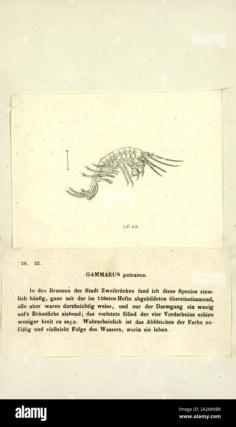 Gammarus puteanus, Print, Gammarus is an amphipod crustacean genus in the family Gammaridae. It contains more than 200 described species, making it one of the most speciose genera of crustaceans.Different species have different optimal conditions, particularly in terms of salinity, and different tolerances; Gammarus pulex, for instance, is a purely freshwater species, while Gammarus locusta is estuarine, only living where the salinity is greater than 25 Stock Photo