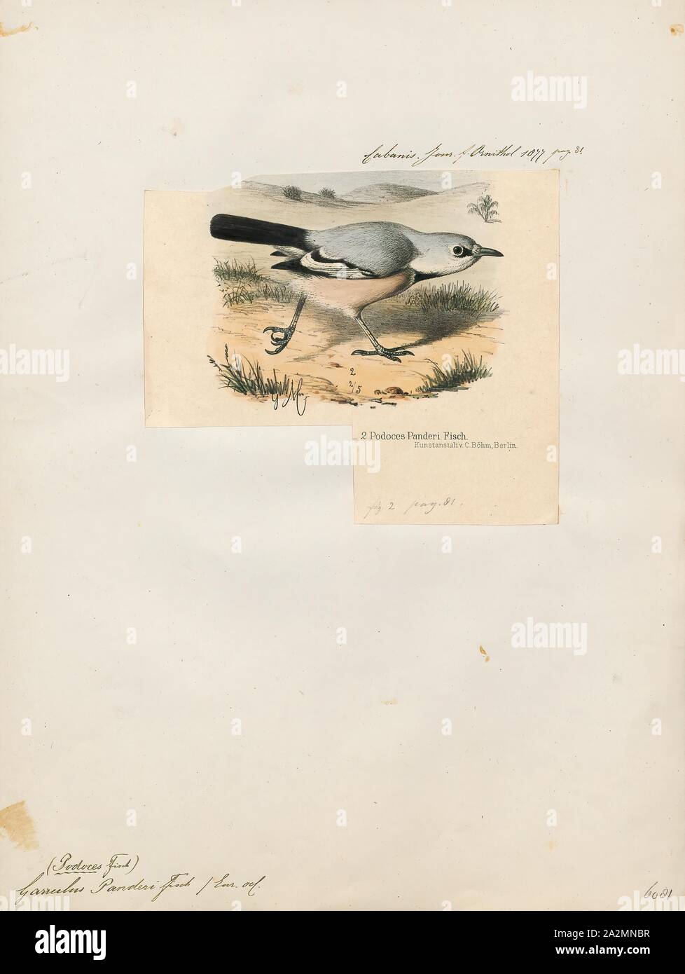 Garrulus panderi, Print, Garrulus is a genus of Old World jays, passerine birds in the family Corvidae., 1877 Stock Photo