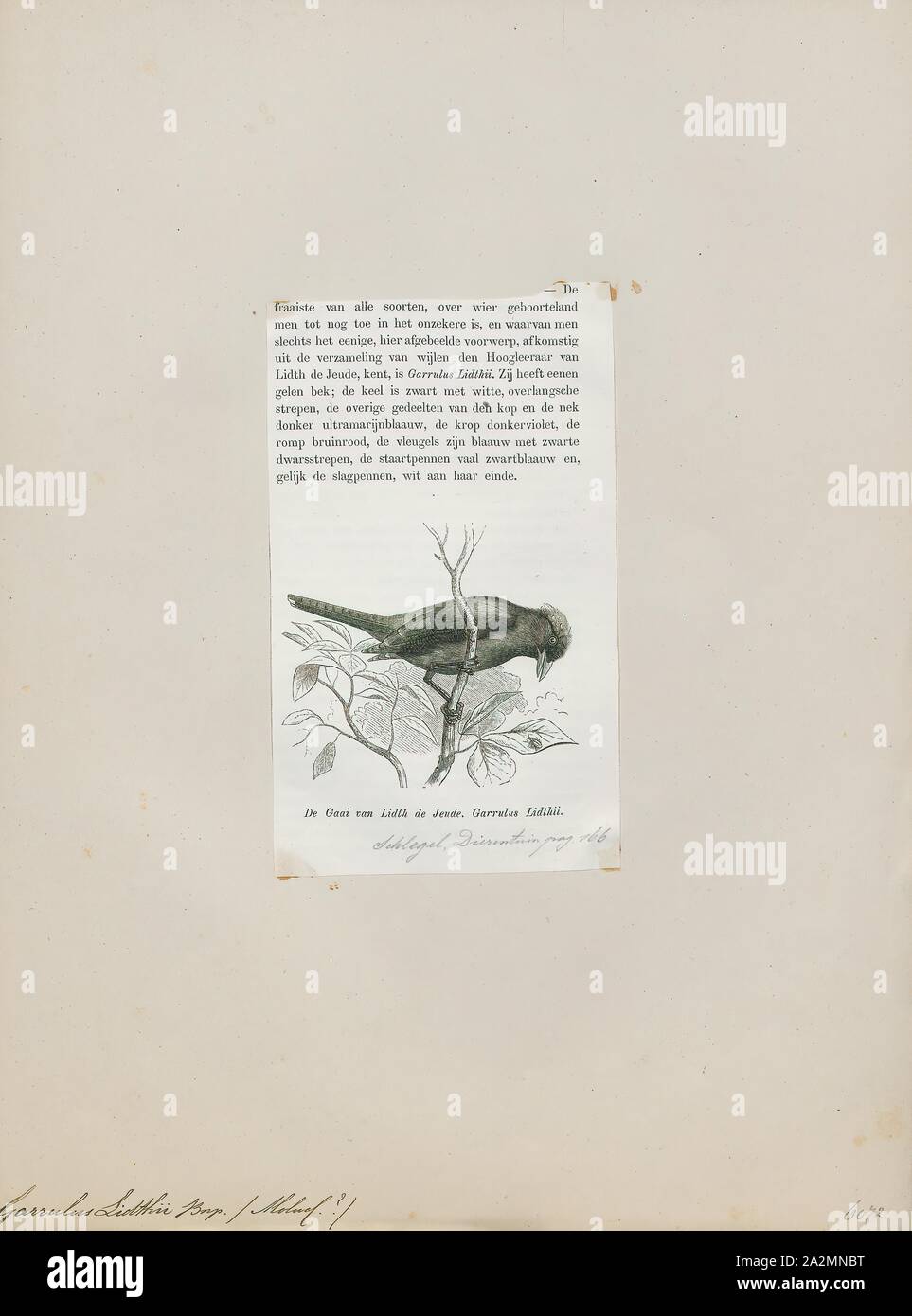 Garrulus lidthi, Print, The Lidth's jay or Amami jay (Garrulus lidthi) is a passerine bird in the family Corvidae, native to Japan., 1872 Stock Photo