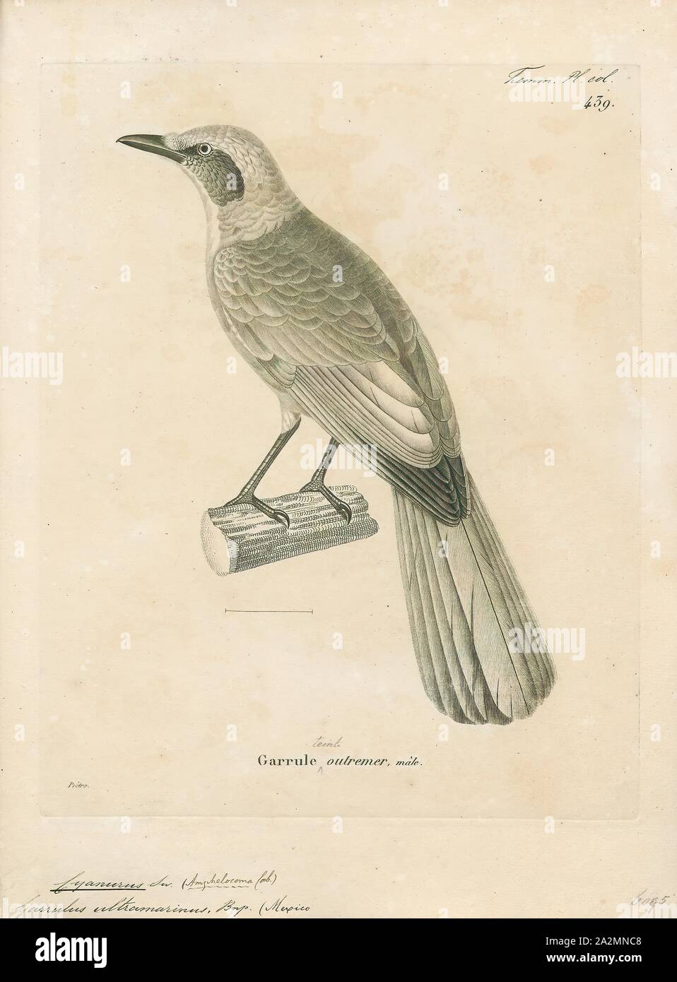 Garrulus ultramarinus, Print, Garrulus is a genus of Old World jays, passerine birds in the family Corvidae., 1700-1880 Stock Photo