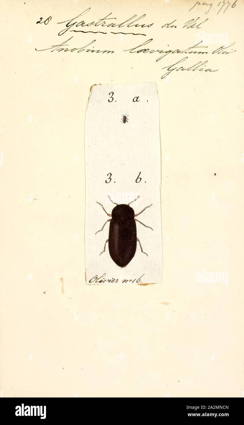 Gastrallus, Print, Gastrallus is a genus of beetles in the family Ptinidae. They are distributed nearly worldwide except Australia and Central and South America; almost half are native to the Palearctic ecozone Stock Photo