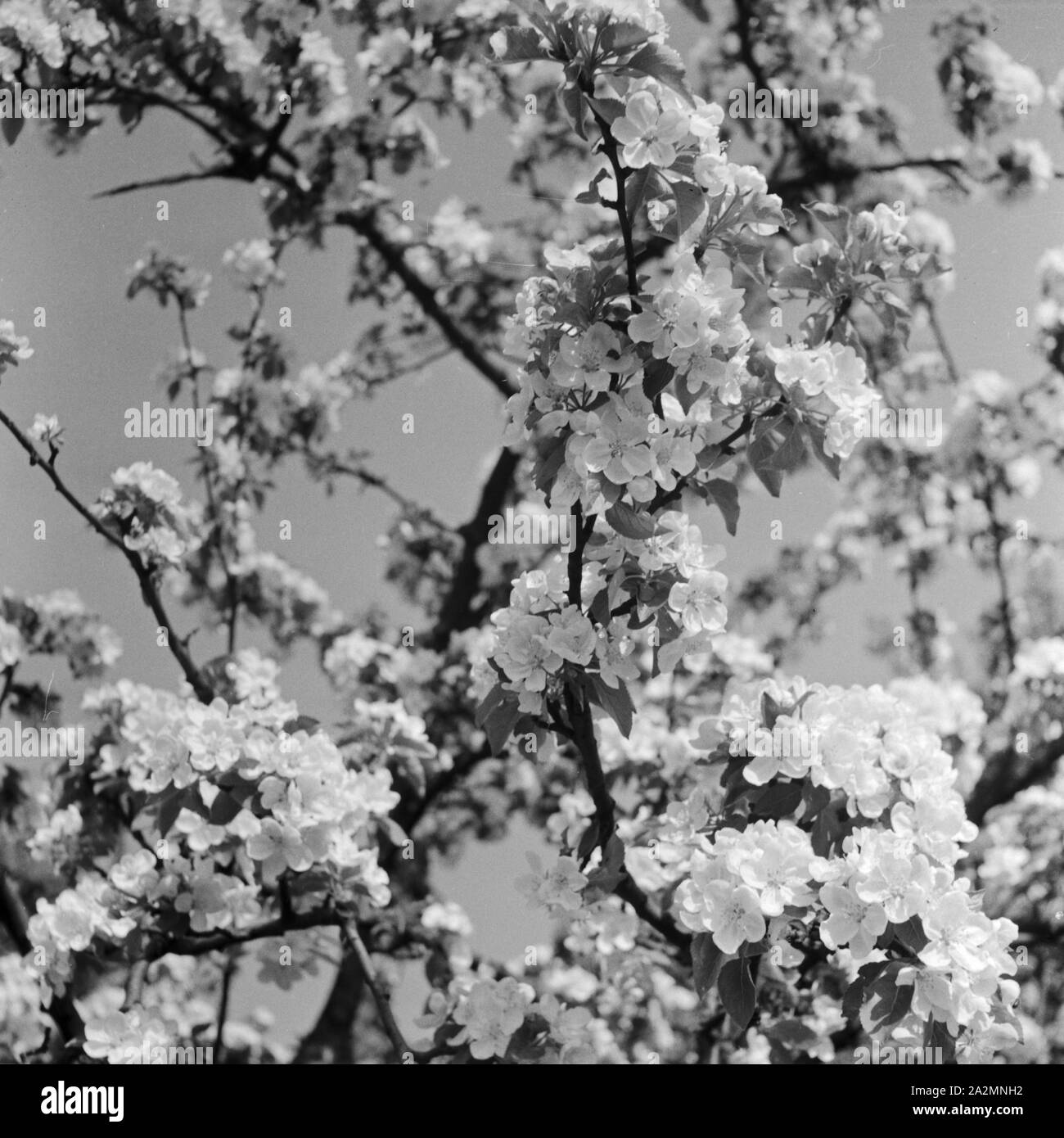 Junger Baum im Frühling, Deutschland 1930er Jahre. Young tree in blossom time, Germany 1930s. Stock Photo
