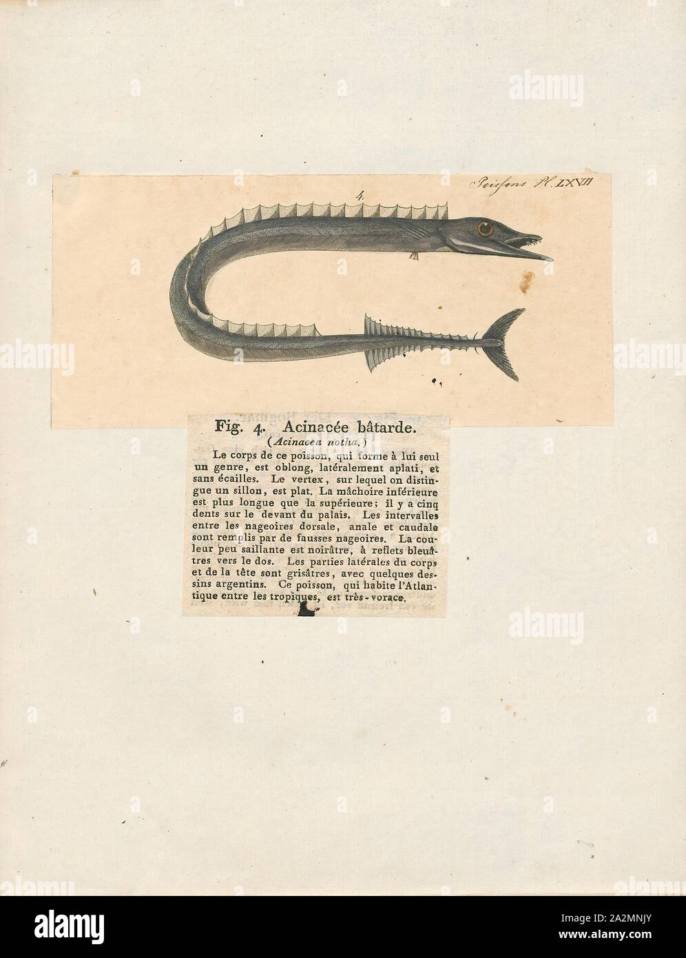 Gempylus serpens, Print, The snake mackerel (Gempylus serpens) is a species of fish in the monotypic genus Gempylus, belonging to the family Gempylidae (which is also referred to generally as 'snake mackerels'). It is found worldwide in tropical and subtropical oceans between the latitudes of 42° N and 40° S; adults are known to stray into temperate waters. It is found to a depth of 600 meters (2, 000 feet). Populations of the snake mackerel from the Atlantic and the Indo-Pacific differ in vertebral count (51–55 versus 48–50) and number of first dorsal fin spines (30–32 versus 26–30), and so Stock Photo