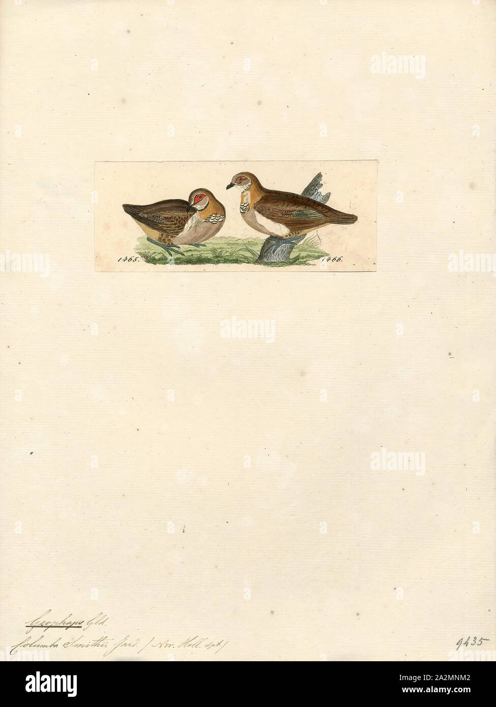 Geophaps smithii, Print, The partridge pigeon (Geophaps smithii) is a species of bird in the family Columbidae. It is endemic to Australia., 1820-1860 Stock Photo