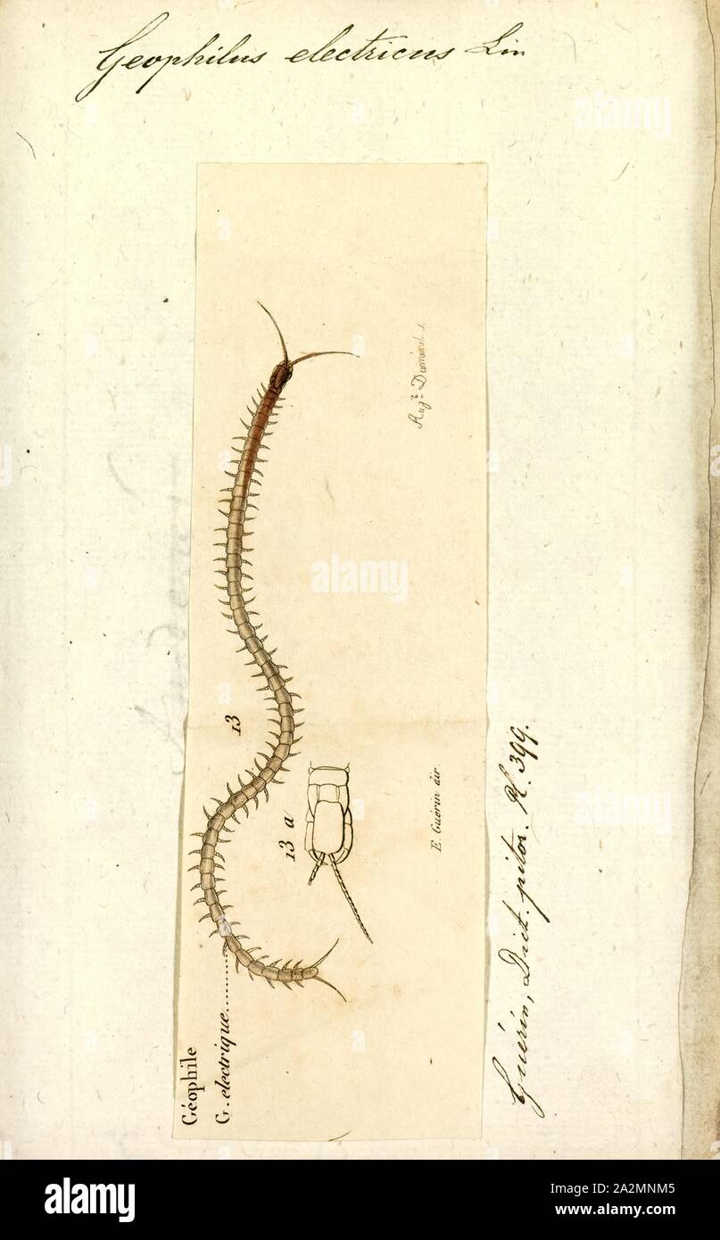 Geophilus, Print, Geophilus is a genus of centipedes in the family Geophilidae Stock Photo