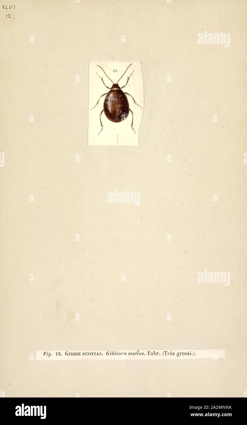 Gibbium, Print, Gibbium is a genus of beetles in the family Ptinidae Stock Photo