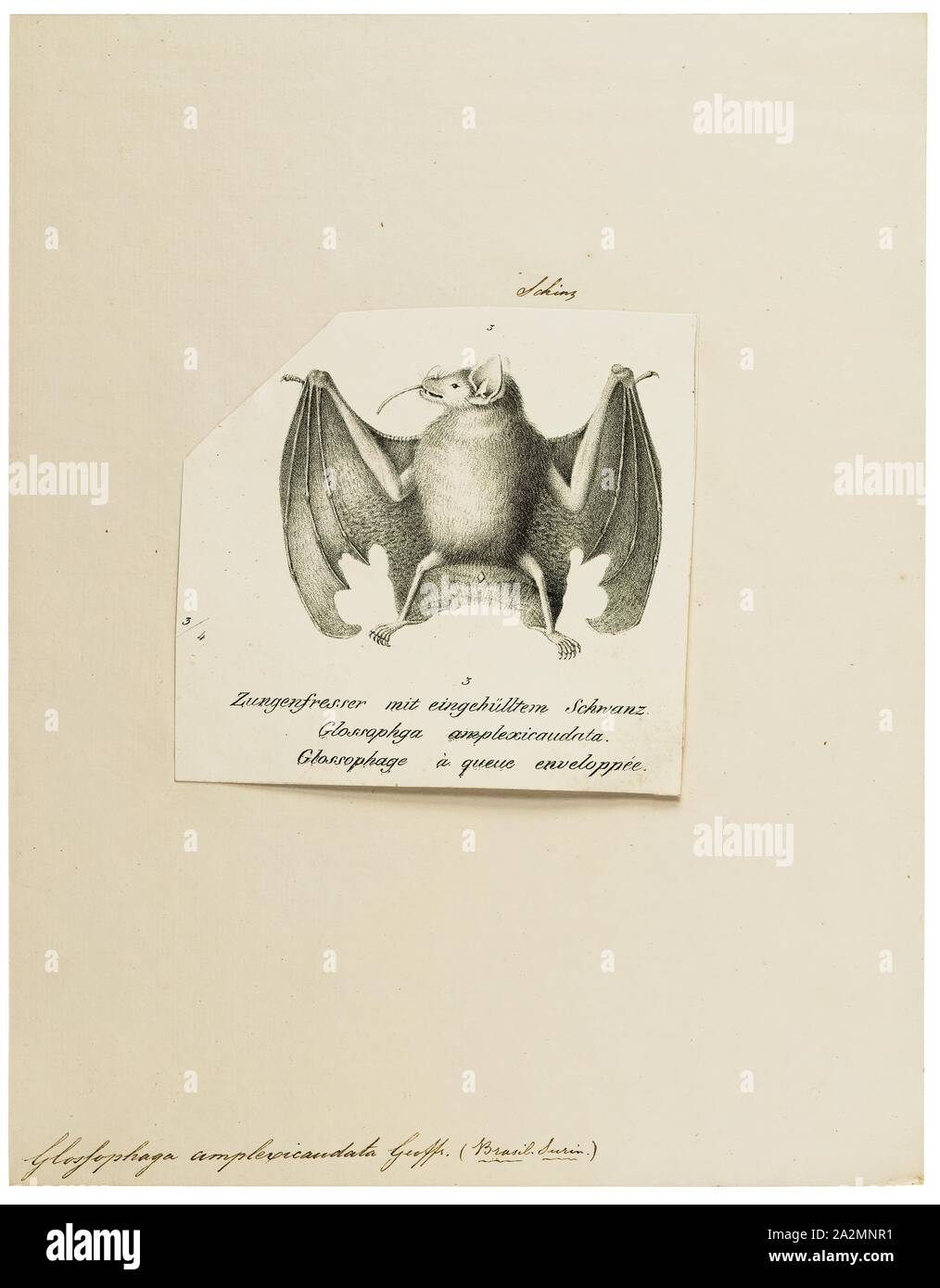 Glossophaga amplexicaudata, Print, Glossophaga is a genus of bats in