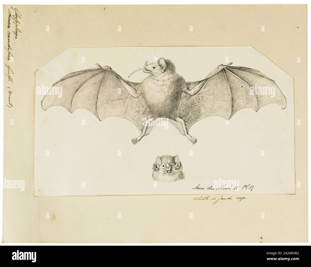 Glossophaga caudifera, Print, Glossophaga is a genus of bats in the leafnosed bat family