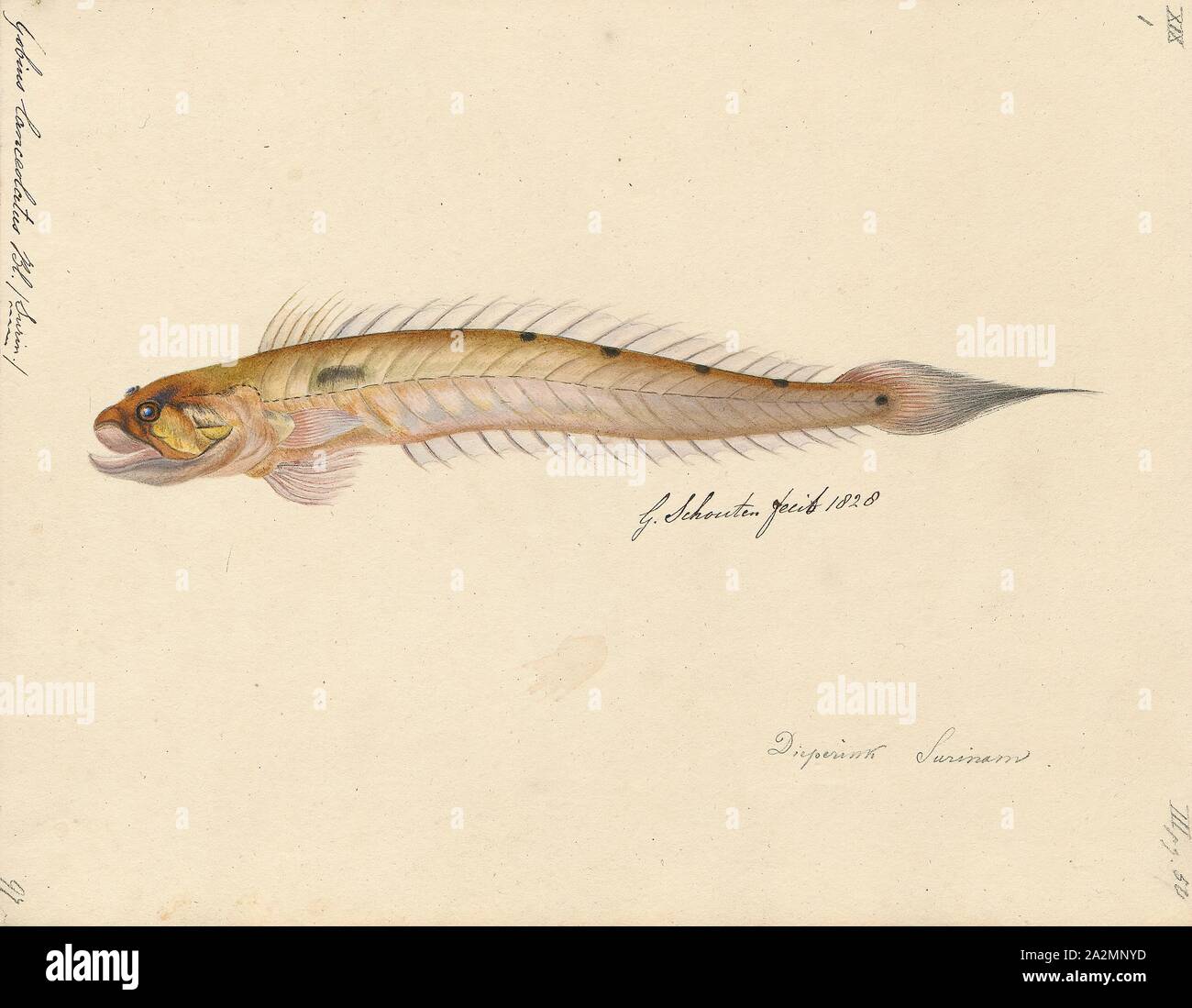 Gobius lanceolatus, Print, 1700-1880 Stock Photo
