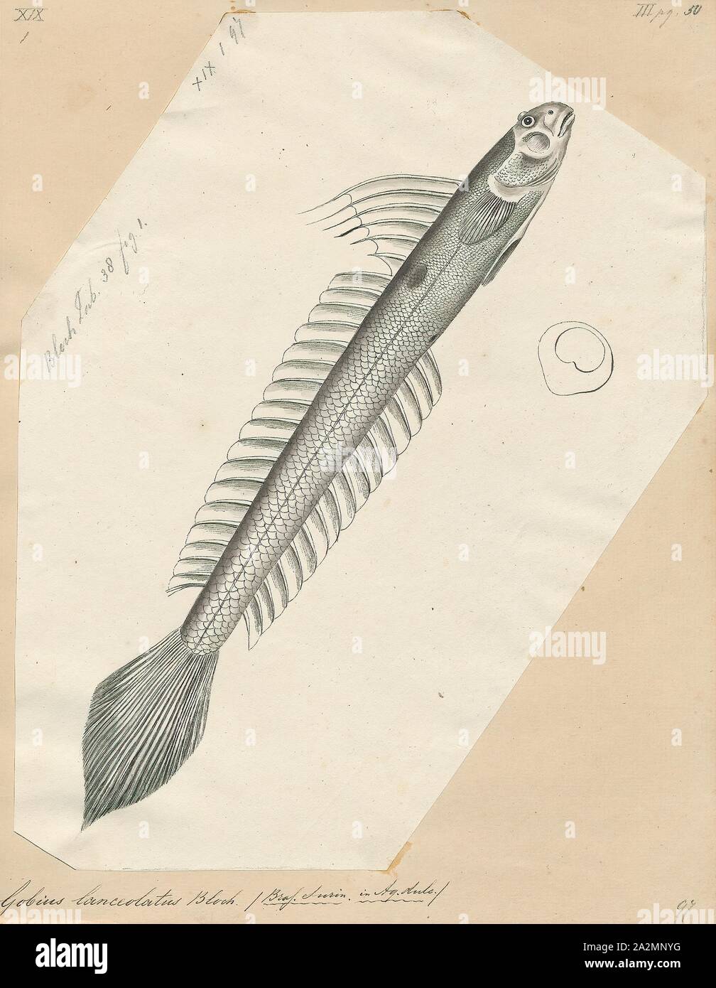 Gobius lanceolatus, Print, 1700-1880 Stock Photo
