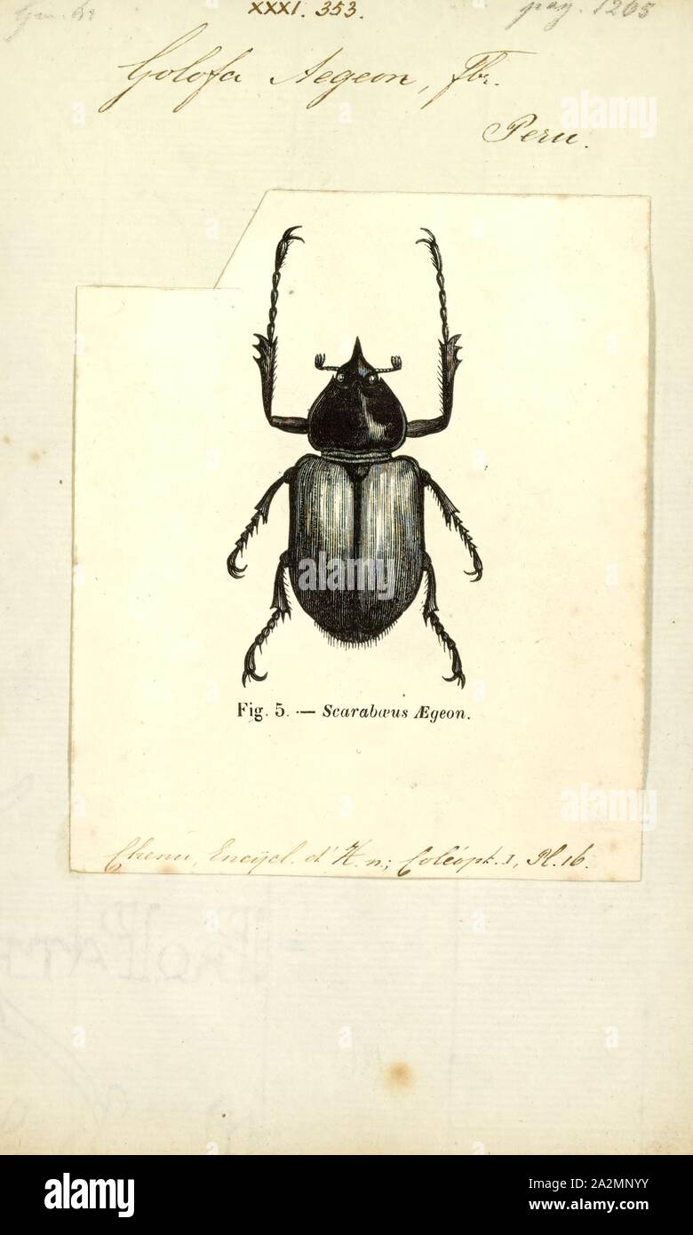 Golofa, Print, Golofa is a genus of rhinoceros beetles. The name Golofa is the indigenous name used for these beetles in Venezuela, and was adopted as a genus name when originally described in 1837; the genus name is masculine in gender, following ICZN Article 30.2.3 Stock Photo