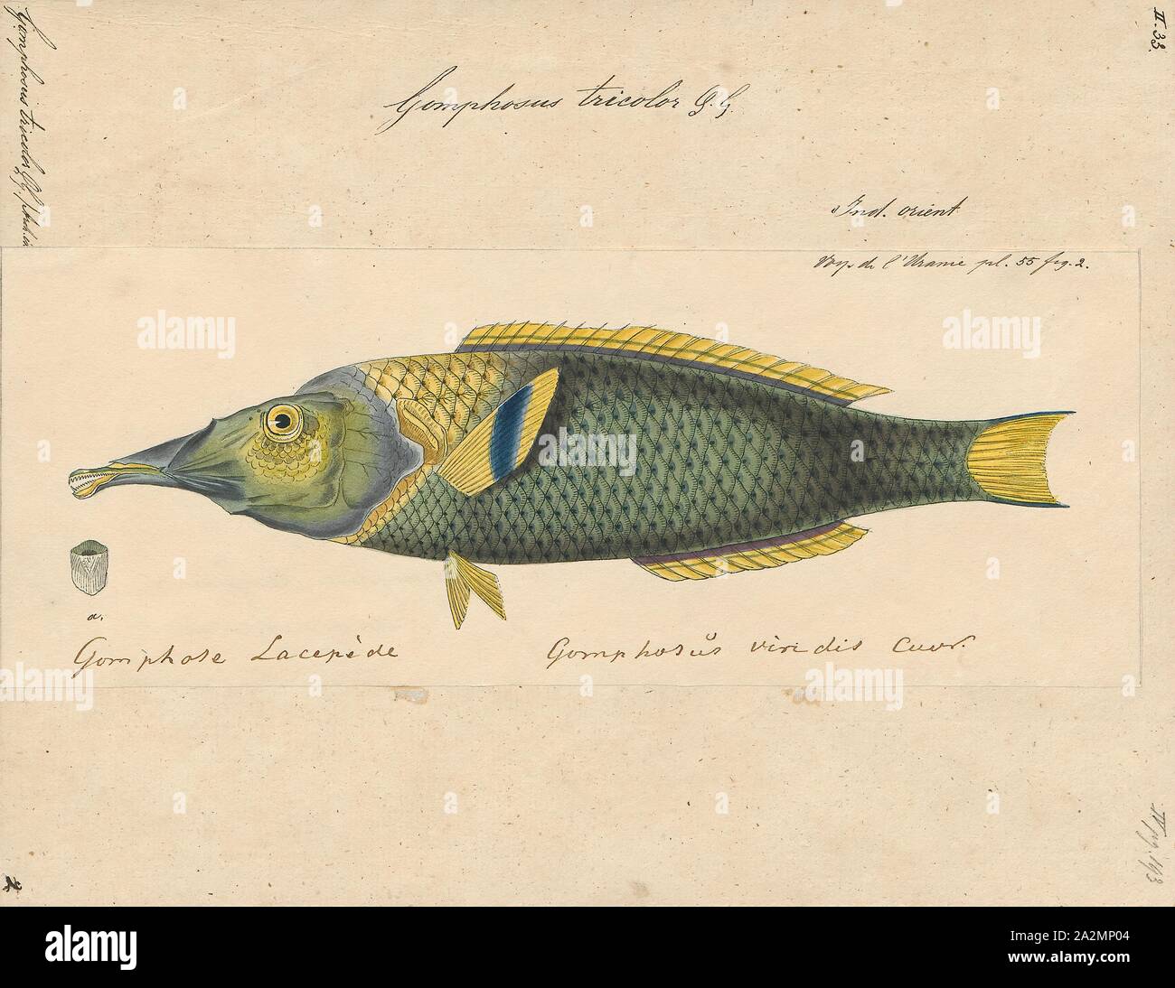Gomphosus tricolor, Print, Gomphosus is a small genus of wrasses native to the Indian and Pacific Oceans., 1824-1839 Stock Photo