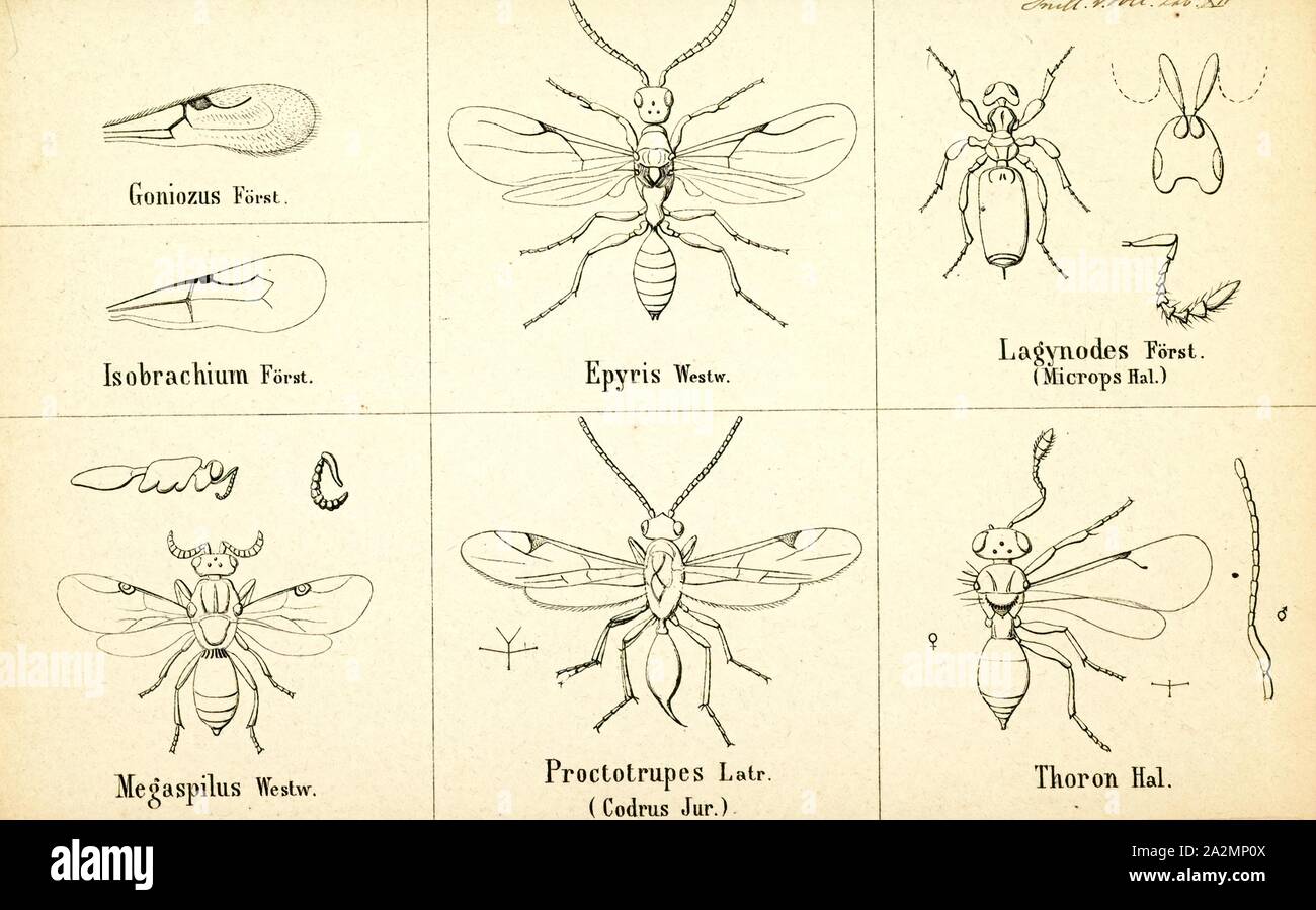 Goniozus, Print, Goniozus is a genus of parasitic wasps in the family Bethylidae. There are at least 20 described species in Goniozus Stock Photo
