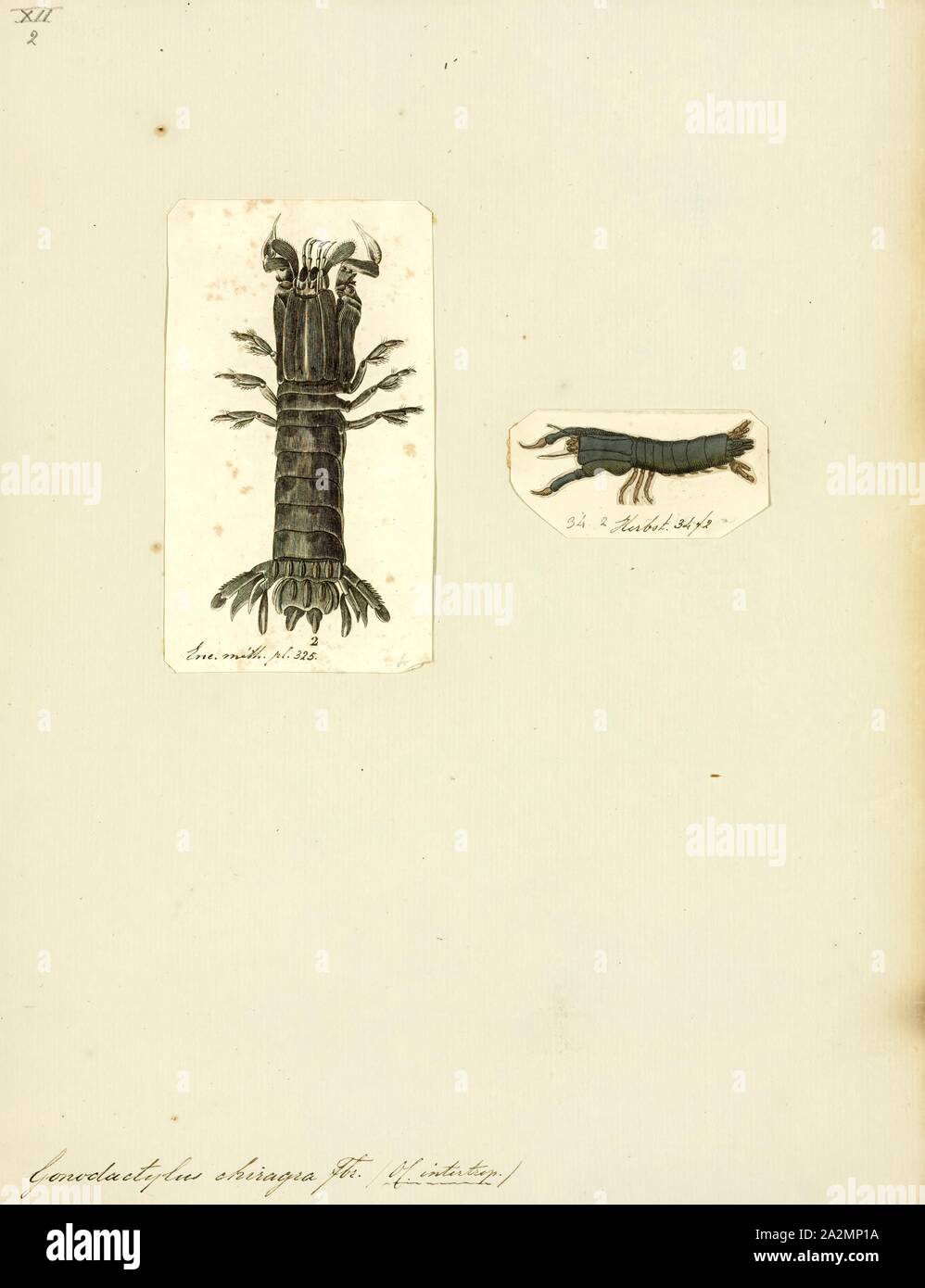 Gonodactylus chiragra, Print, Mantis shrimp Stock Photo