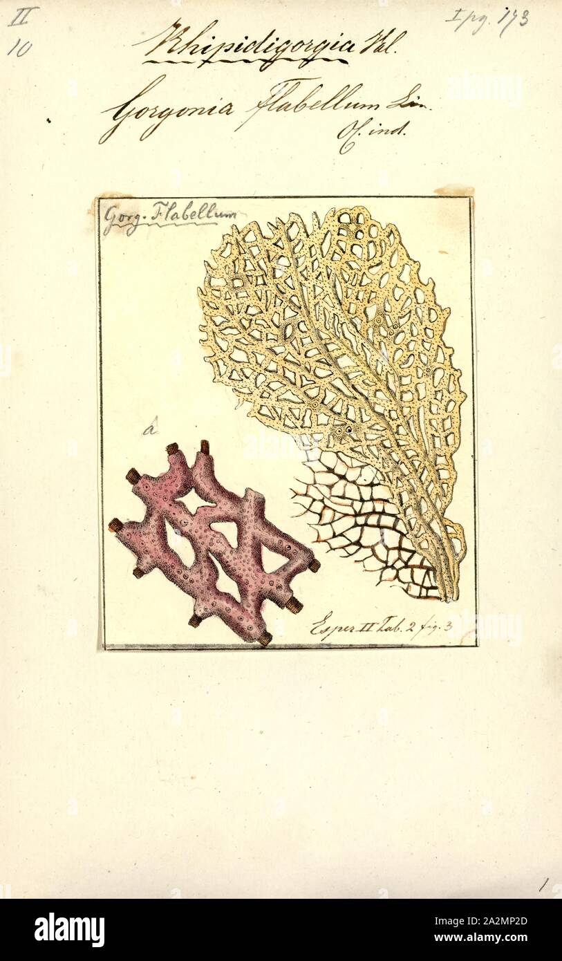 Gorgonia flabellum, Print, Gorgonia flabellum, also known as the Venus fan, Venus sea fan, common sea fan, West Indian sea fan, and purple gorgonian seafan, is a species of sea fan, a sessile colonial soft coral Stock Photo