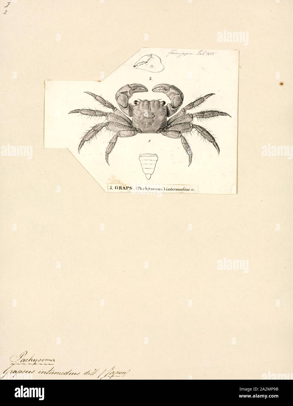 Grapsus intermedius, Print, Grapsus is a genus of lightfoot crabs, comprising the following species:'Grapsus' is a New Latin modification of Greek 'grapsaios' meaning 'crab Stock Photo