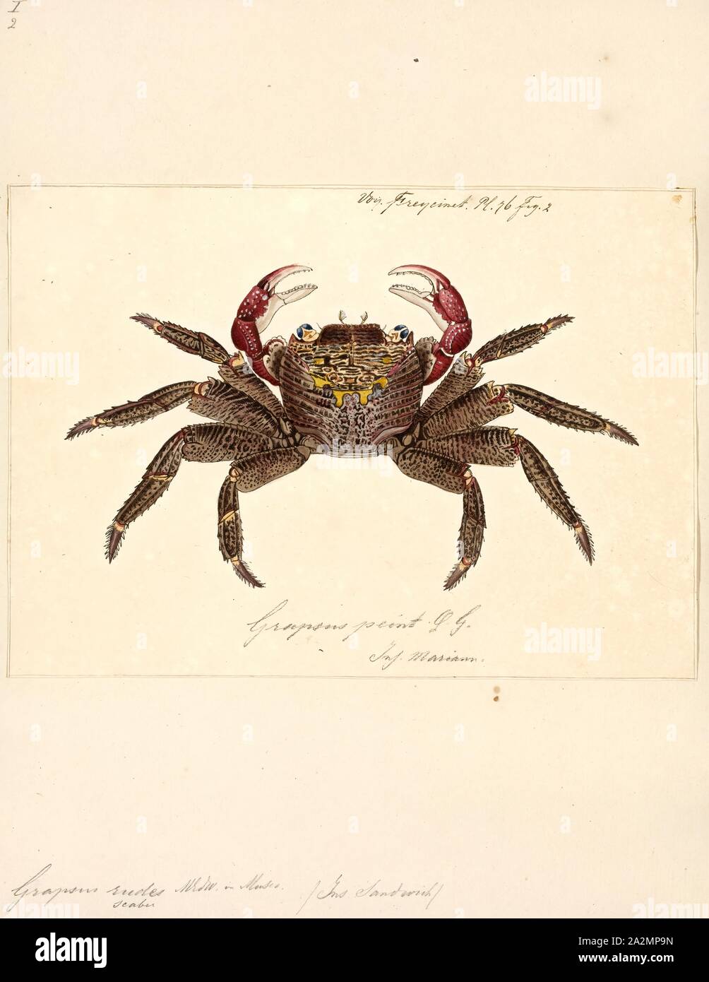 Grapsus rudes, Print, Grapsus is a genus of lightfoot crabs, comprising the following species:'Grapsus' is a New Latin modification of Greek 'grapsaios' meaning 'crab Stock Photo