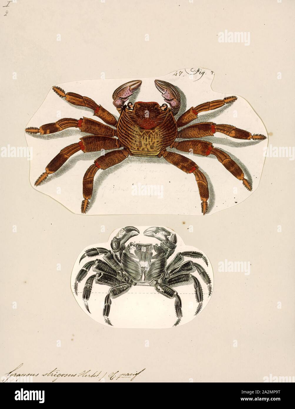 Grapsus strigosus, Print, Grapsus is a genus of lightfoot crabs, comprising the following species:'Grapsus' is a New Latin modification of Greek 'grapsaios' meaning 'crab Stock Photo