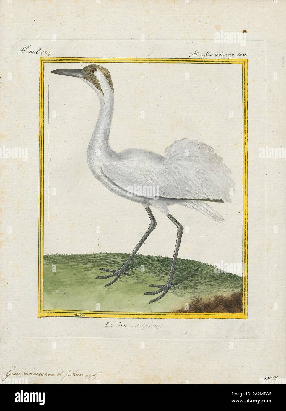 Grus americana, Print, The whooping crane (Grus americana), the tallest North American bird, is an endangered crane species named for its whooping sound. Along with the sandhill crane, it is one of only two crane species found in North America. The whooping crane's lifespan is estimated to be 22 to 24 years in the wild. After being pushed to the brink of extinction by unregulated hunting and loss of habitat to just 21 wild and two captive whooping cranes by 1941, conservation efforts have led to a limited recovery. The total number of cranes in the surviving migratory population, plus three Stock Photo