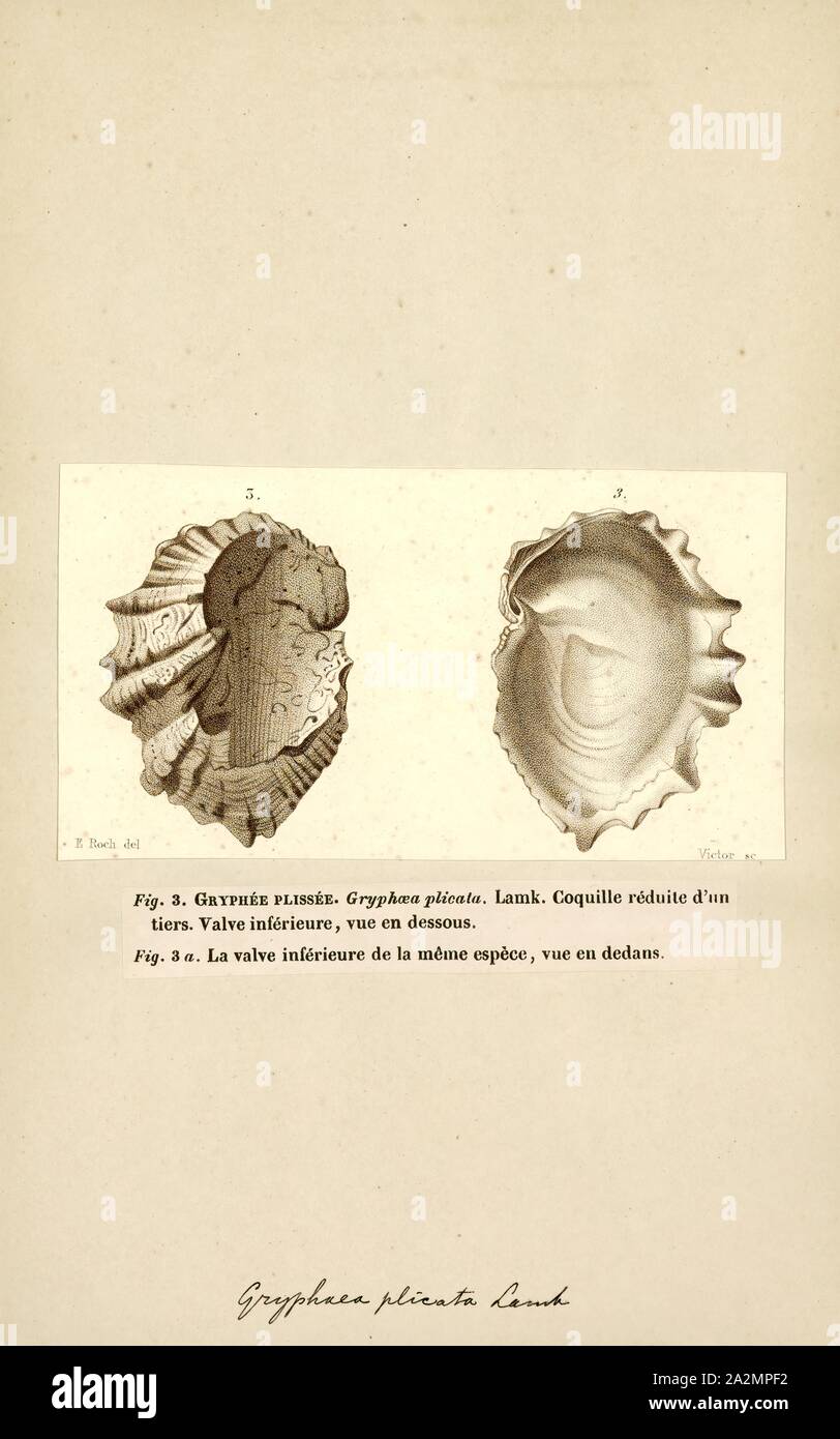 Gryphaea plicata, Print, Gryphaea, common name devil's toenails, is a genus of extinct oysters, marine bivalve mollusks in the family Gryphaeidae Stock Photo