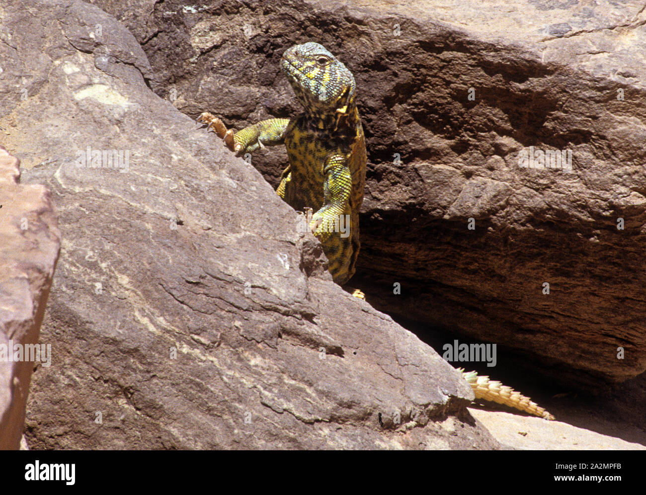 male of Uromastyx ornata- ornate mastigure Ornate Mastigure - Uromastyx ornata- חרדון צב הדור Stock Photo