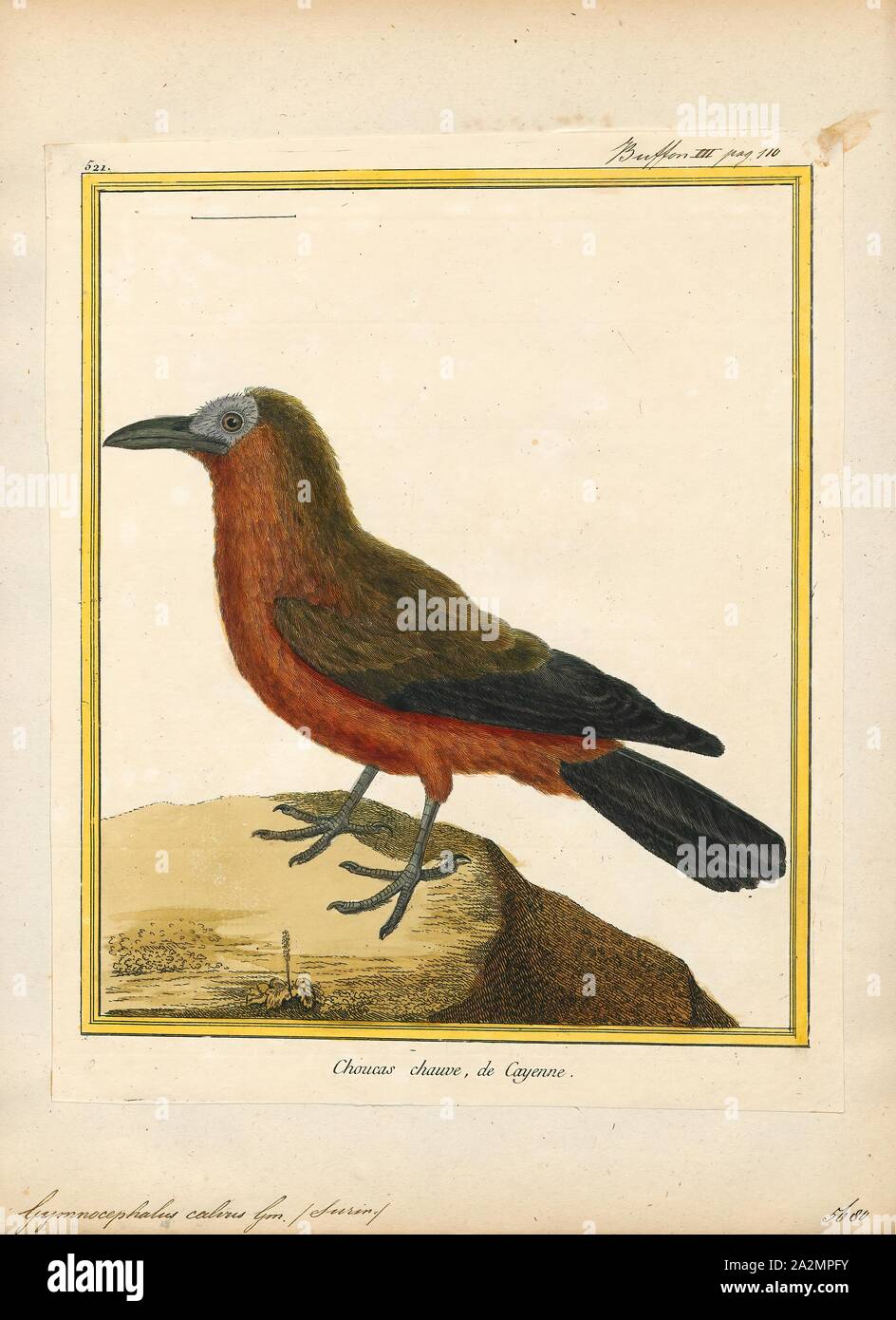 Gymnocephalus calvus, Print, Gymnocephalus is a genus of perches native to Western Eurasia. They are collectively called ruffes and resemble the common perches (Perca), but are usually smaller and have a different pattern., 1700-1880 Stock Photo