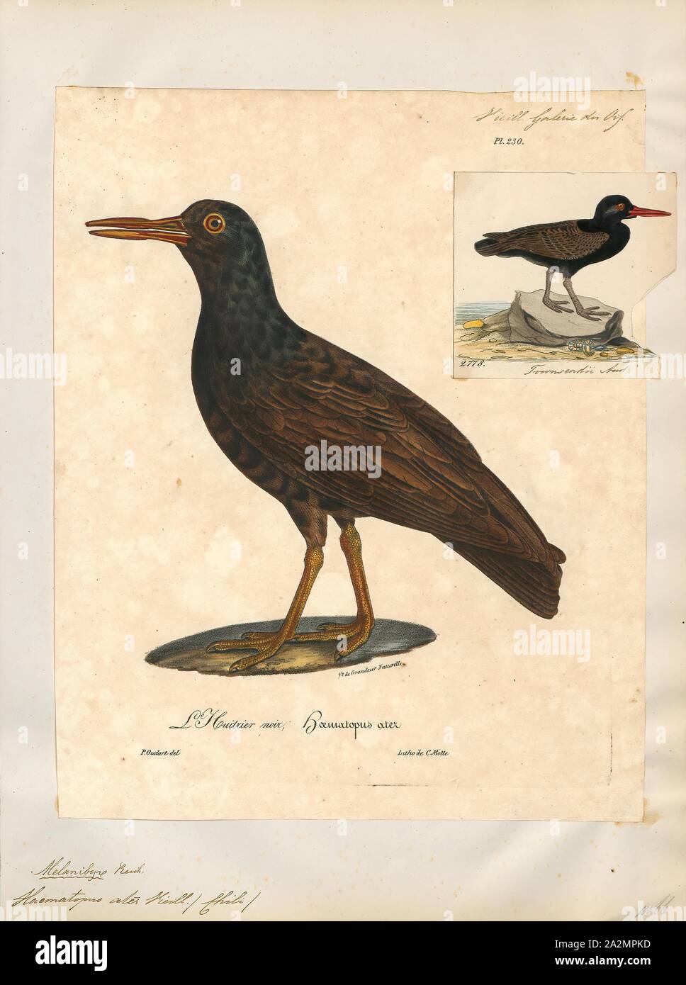 Haematopus ater, Print, The blackish oystercatcher (Haematopus ater) is a species of wading bird in the oystercatcher family Haematopodidae. It is found in Argentina, Chile, the Falkland Islands and Peru, and is a vagrant to Uruguay. The population is estimated at 15, 000-80, 000., 1825-1834 Stock Photo