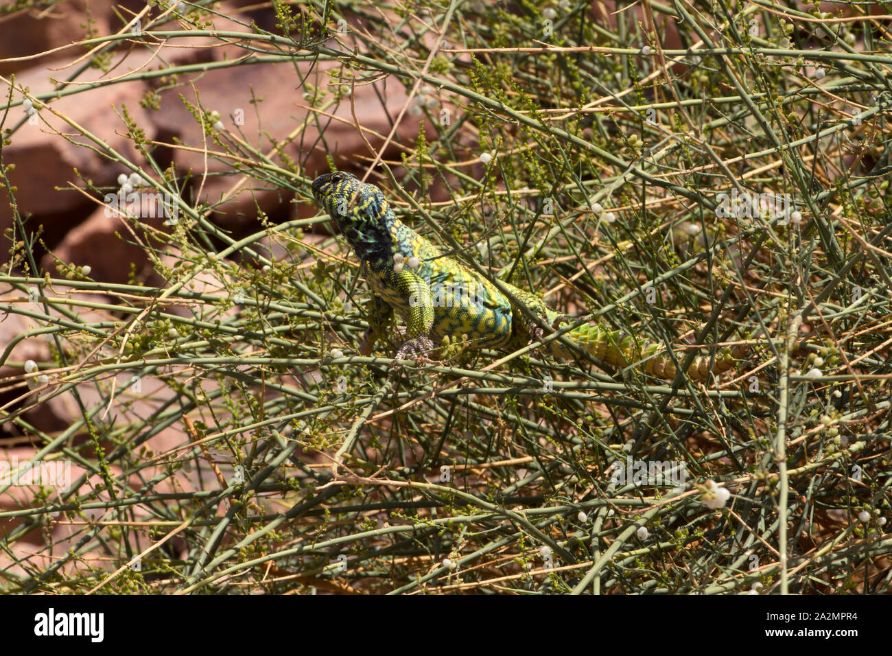 male of Uromastyx ornata- ornate mastigure Ornate Mastigure - Uromastyx ornata- חרדון צב הדור Stock Photo