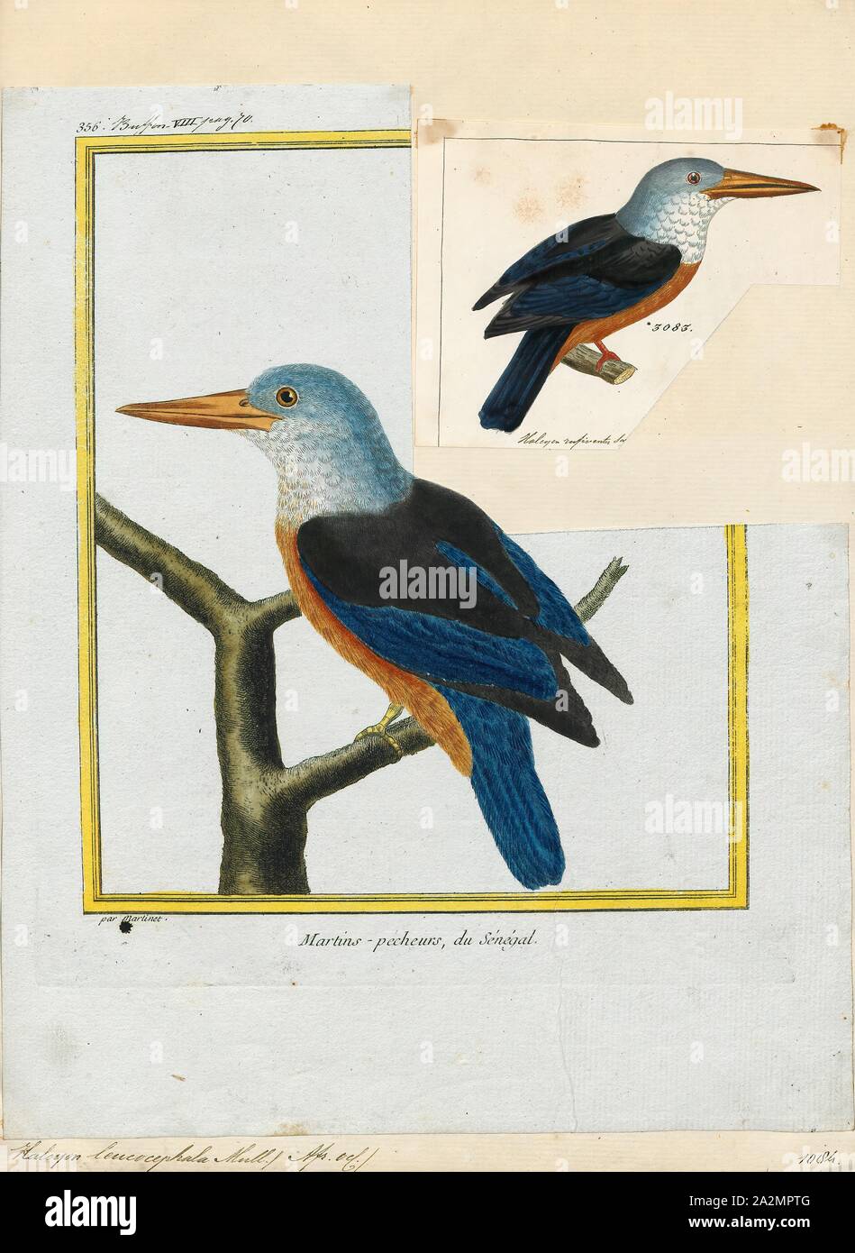 Halcyon leucocephala, Print, The grey-headed kingfisher (Halcyon leucocephala) has a wide distribution from the Cape Verde Islands off the north-west coast of Africa to Mauritania, Senegal and Gambia, east to Ethiopia, Somalia and southern Arabia and south to South Africa., 1700-1880 Stock Photo