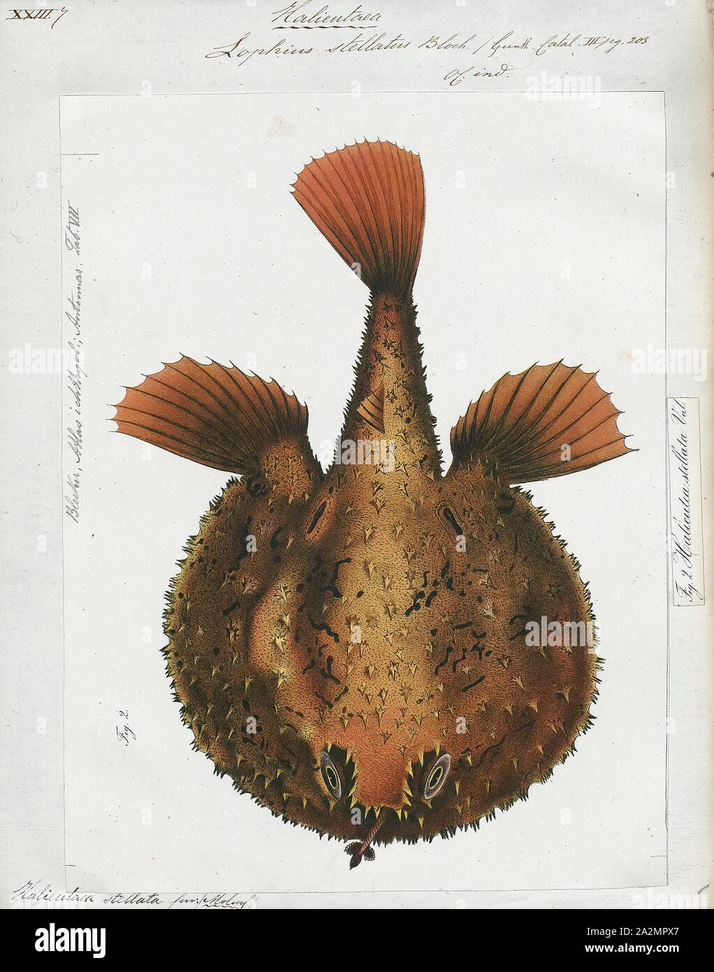 Halieutaea stellata, Print, The starry handfish, Halieutaea stellata, is a batfish of the family Ogcocephalidae found on the continental shelves of the Indo-Pacific oceans at depths of between 50 and 400 m. They are up to 30 cm long., upper part Stock Photo