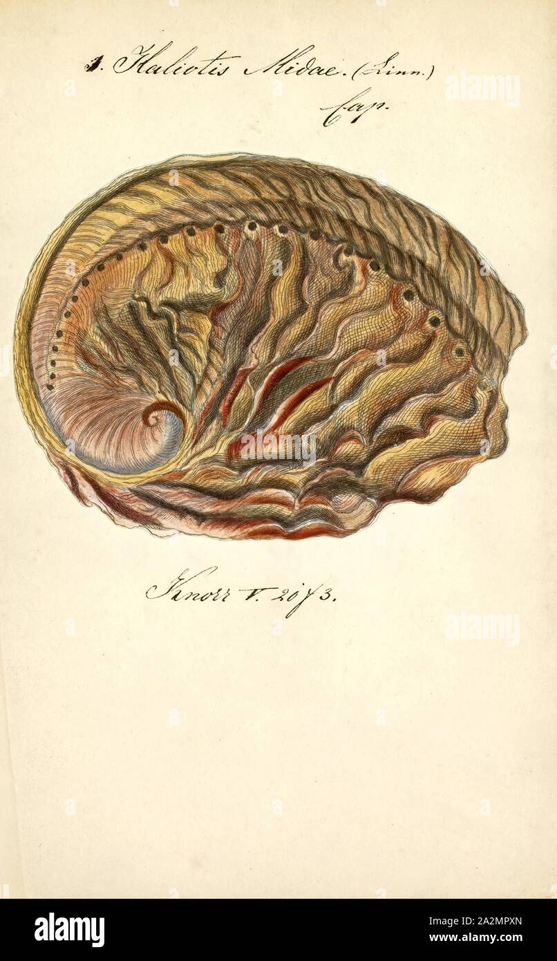 Haliotis midae, Print, Haliotis midae, known commonly as the South African abalone or the