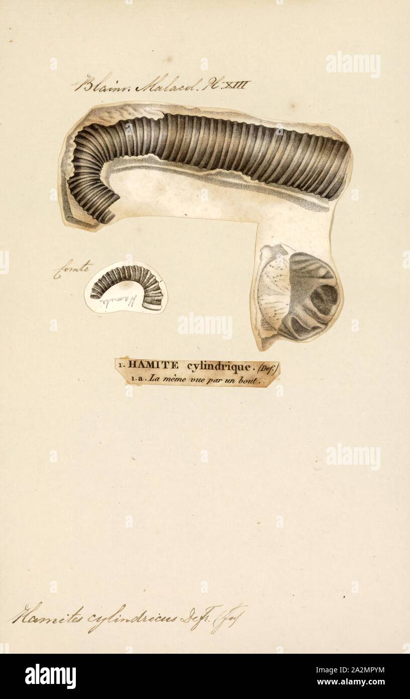 Hamites cylindricus, Print Stock Photo