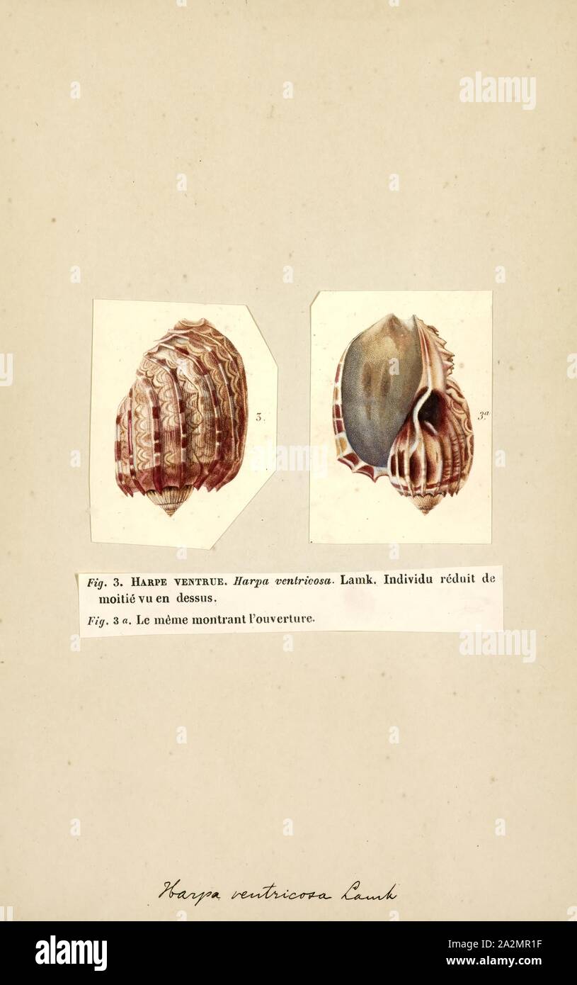 Harpa, Print, Harpa, common name the "harp snails Stock Photo Alamy