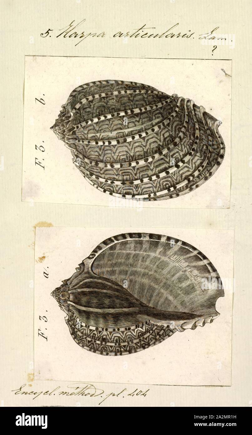 Harpa articularis, Print, Harpa articularis, common name the articulate harp shell, is a species of sea snail, a marine gastropod mollusk in the family Harpidae, the harp snails Stock Photo