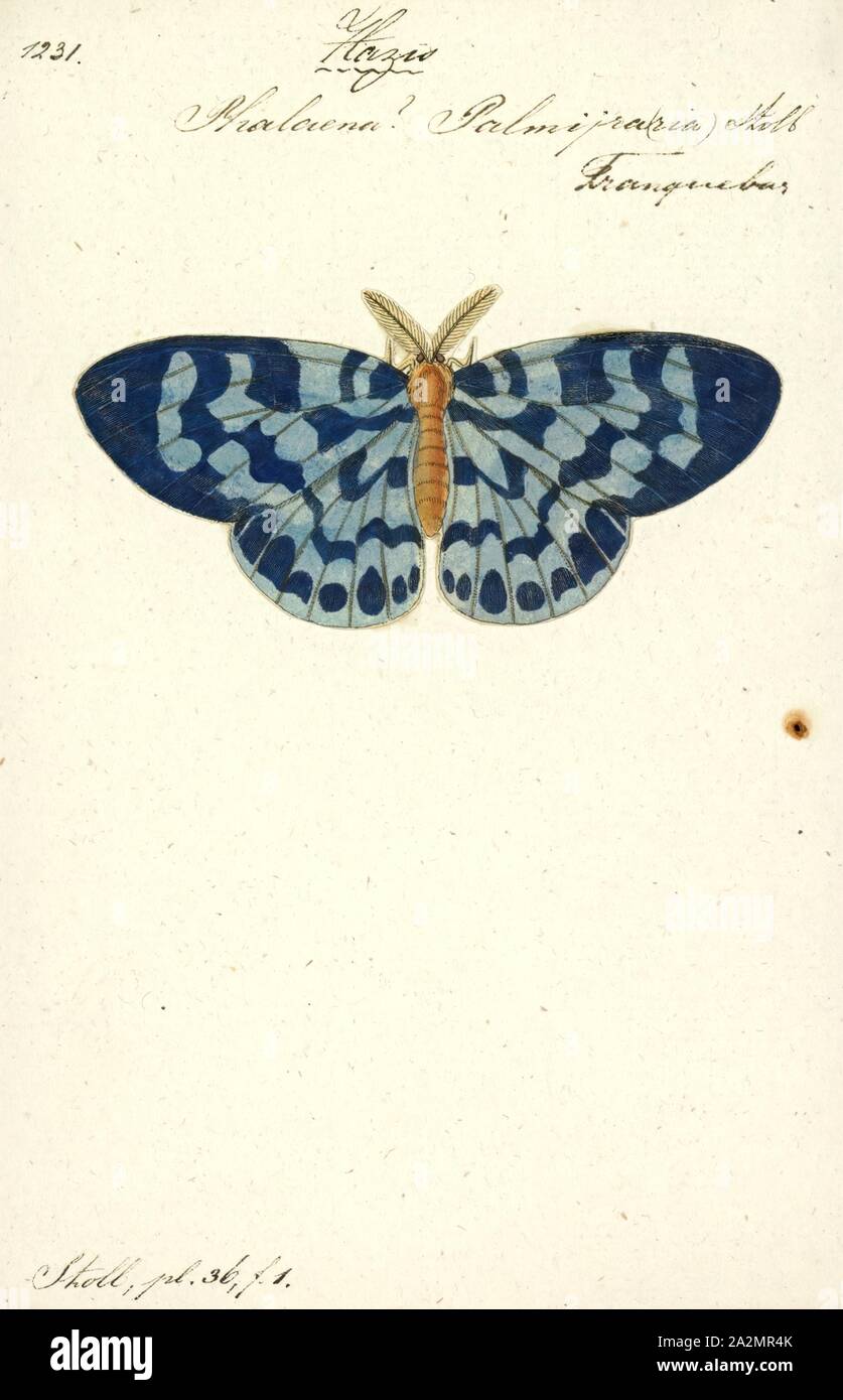 Hazis, Print, Dysphania is a genus of colourful moths in the family Geometridae and typical of the tribe Dysphaniini; they are sometimes called 'false tiger moths' and are found in northeast Australia, Melanesia, and south, east and southeast Asia Stock Photo