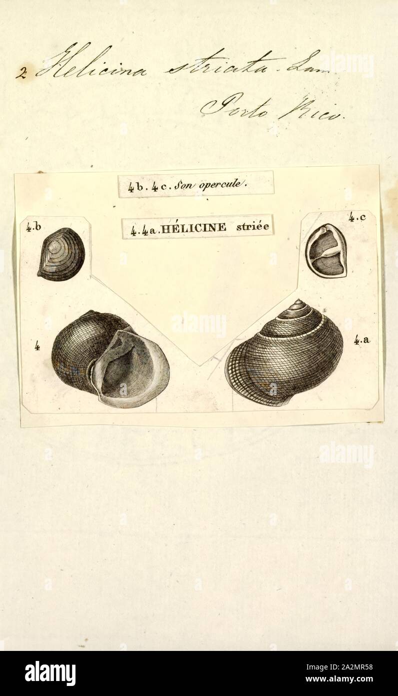 Helicina striata, Print, Helicina is a genus of tropical and subtropical land snails with an operculum, terrestrial gastropod mollusks Stock Photo
