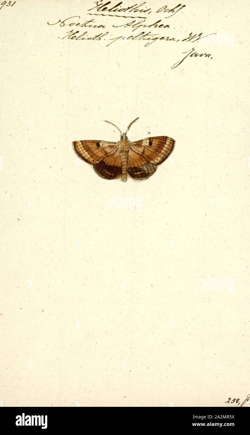 Heliothis, Print, Heliothis is a genus of moths in the family Noctuidae. It was first described by Ferdinand Ochsenheimer in 1816. Some of the species have larvae which are agricultural pests on crop species such as tobacco, cotton, soybean and pigeon pea. Some species originally in this genus have been moved to other genera, see Chloridea and Helicoverpa Stock Photo