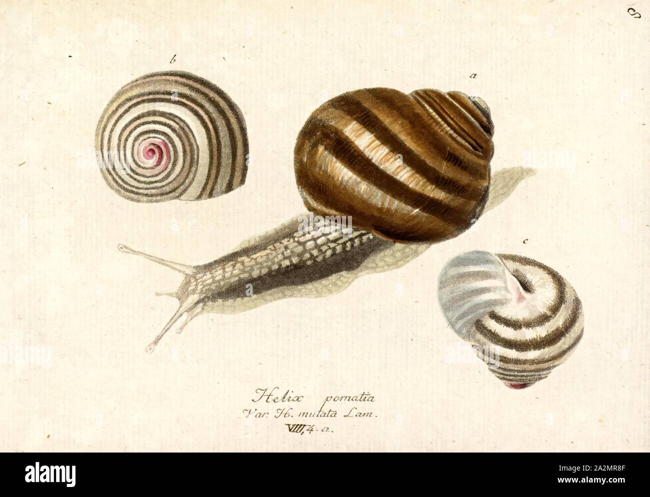 Helix pomatia, Print, Helix pomatia, common names the Roman snail, Burgundy snail, edible snail