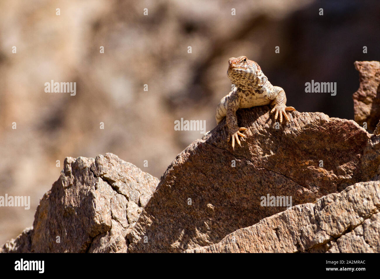 female of Uromastyx ornata- ornate mastigure נקבת חרדון צב הדור Ornate Mastigure - Uromastyx ornata- חרדון צב הדור Stock Photo