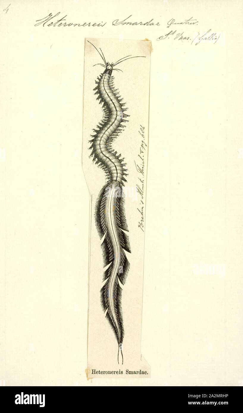 Heteronereis hires stock photography and images Alamy