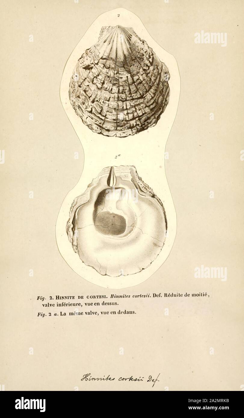 Hinnites, Print, Hinnites is a genus of rock scallops, marine bivalve