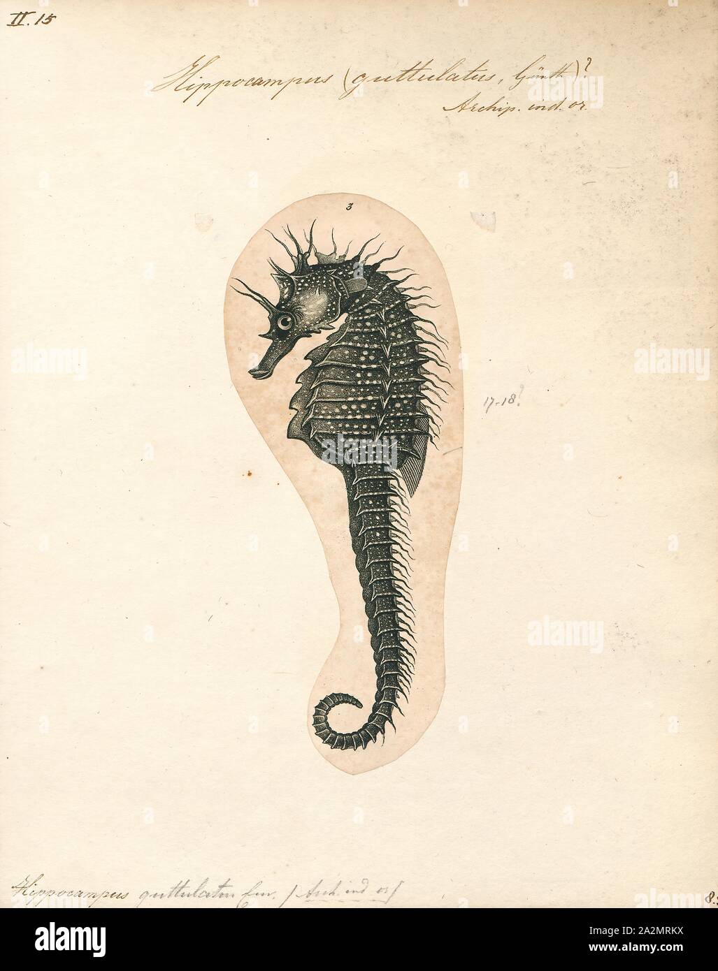 Hippocampus guttulatus, Print, Hippocampus guttulatus, commonly known as the long-snouted seahorse, is a marine fish belonging to the family Syngnathidae, native from the northeast Atlantic, including the Mediterranean., 1700-1880 Stock Photo