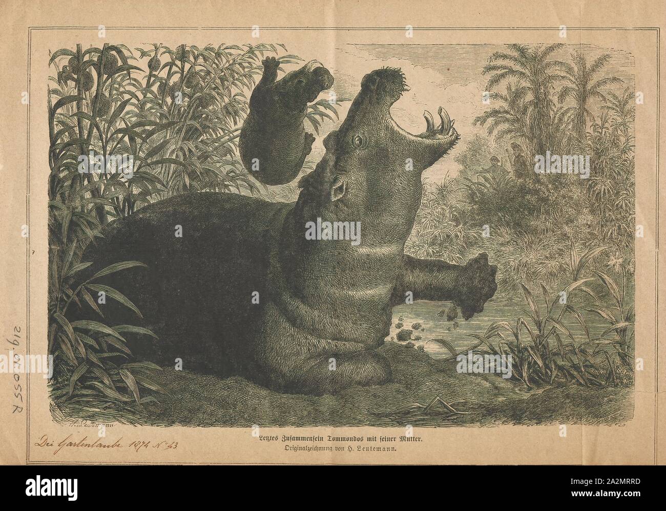 Hippopotamus amphibius, Print, The common hippopotamus, or hippo, is a ...